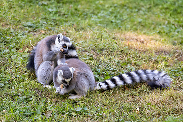 Image showing Ring-tailed lemur, Lemur catta. Striped