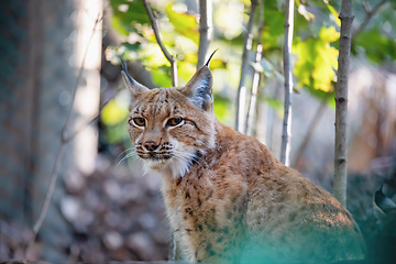 Image showing Lynx Portrait during the autumn