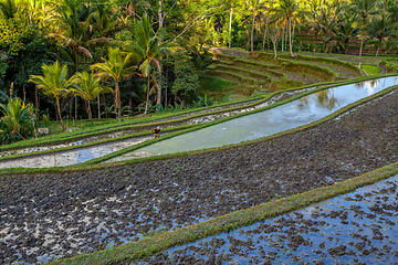 Image showing Rice terrace in Gunung Kawi, Bali, Indonesia.