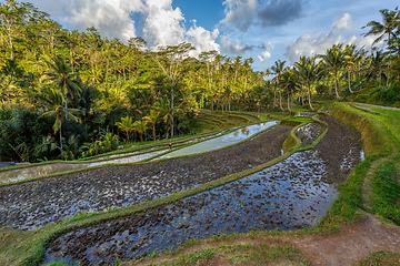 Image showing Rice terrace in Gunung Kawi, Bali, Indonesia.