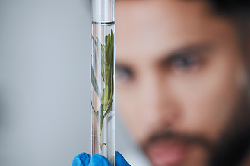 Image showing Science, test tube and man with plant sample in laboratory for research, biology and medicine development. Healthcare, agriculture and male scientist with leaf for medical analysis, growth and agro