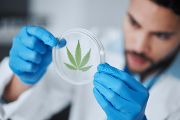 Image showing Science, cannabis and man with plant in petri dish for research, biology and study medicine. Healthcare, laboratory and scientist with weed or marijuana for agriculture, medical drugs and analysis