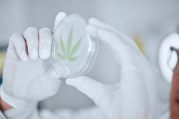 Image showing Science, cannabis and hands with leaf in petri dish for research, biology and study medicine. Healthcare, agriculture and scientist with weed or marijuana for medical treatment, drugs and wellness