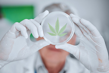 Image showing Science, cannabis plant and hands with leaf in petri dish for research, biology and study medicine. Healthcare, agriculture and scientist with weed or marijuana for medical treatment, drugs and cbd