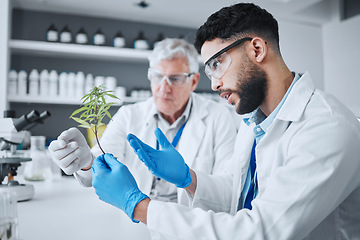 Image showing Science, cannabis and men with plant in medical laboratory for research, biology and study medicine. Healthcare, cbd agriculture and scientists with weed or marijuana for analysis, test and ecology