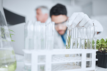 Image showing Science, test tube and man with plant in laboratory for research, biology and study medicine. Healthcare, agriculture and male scientist with samples for sustainable medical development and analysis