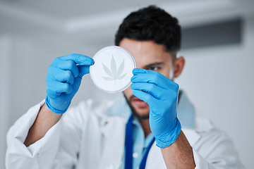 Image showing Science, cannabis and man with leaf in petri dish for research, biology and study medicine. Healthcare, laboratory and scientist with weed or marijuana for medical treatment, drugs and agriculture