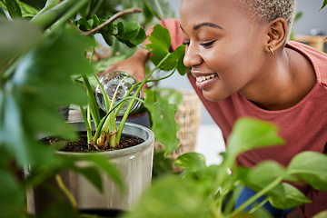 Image showing Black woman, water and plants in house with growth in garden, greenhouse or gardening care in home. Green, plant and person happy with natural development, care and hydrate soil with liquid in bottle