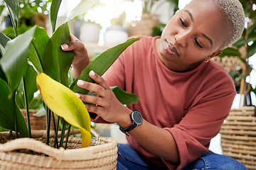 Image showing Plant, retail and shopping with black woman in small business for agriculture, quality assurance and gardening. Ecology, spring and inventory with person in nursery store for environment and check