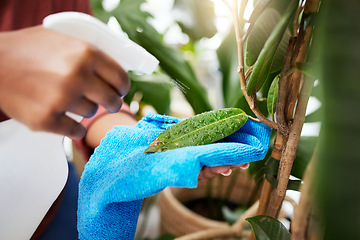 Image showing Hand, plant and spray bottle with a woman cleaning leaves for disinfection while gardening in her home. Spring, sustainability and water with a female gardener in a house for hygiene or hydration