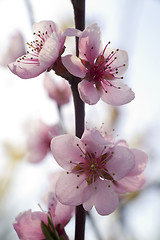 Image showing Spring pink flower