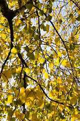 Image showing autumn birch foliage