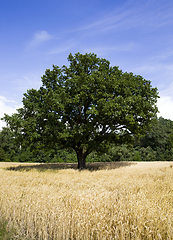 Image showing lonely oak