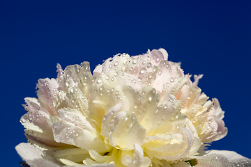 Image showing white peony