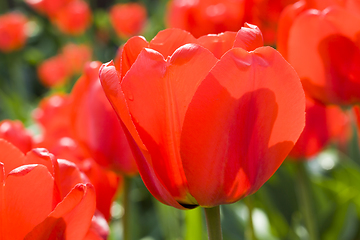 Image showing red flowers Tulip