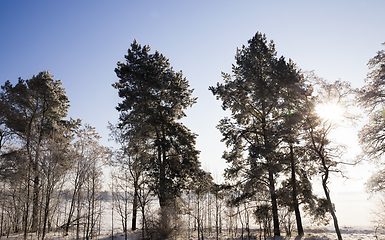 Image showing snow and frost on the branches