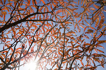 Image showing beautiful tree crown