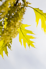 Image showing oak leaves