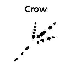 Image showing Crow Footprint