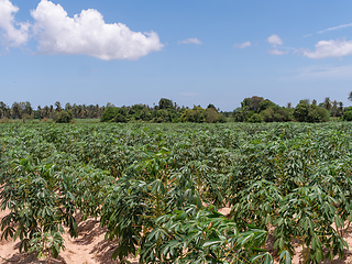 Image showing Cassava field in Chonburi, Thailand