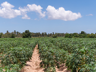 Image showing Cassava field in Chonburi, Thailand