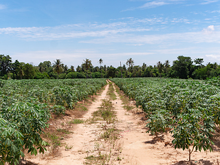 Image showing Cassava field in Chonburi, Thailand