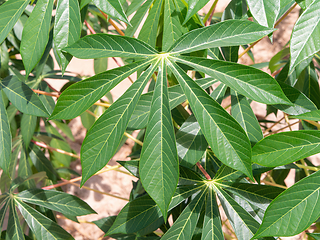 Image showing Cassava plant in Chonburi, Thailand