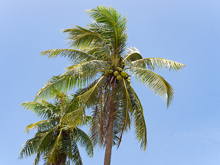 Image showing Two coconut palms in Thailand