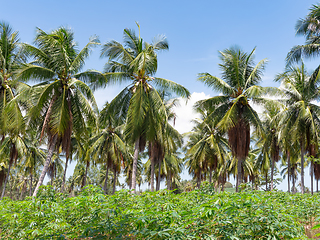 Image showing Coconut plantation in Chonburi, Thailand