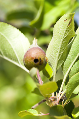 Image showing worm in a pear