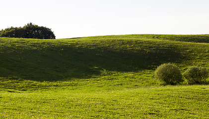 Image showing natural green grass