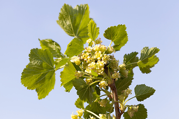 Image showing currant flowers