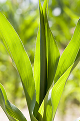 Image showing natural non-GMO corn field