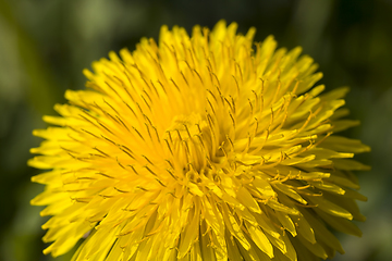 Image showing yellow dandelion