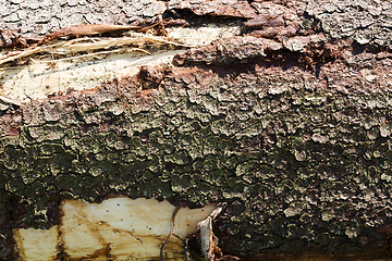 Image showing tree trunks