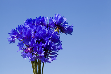 Image showing photo of blue cornflowers