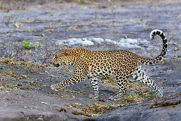 Image showing african leopard Chobe Botswana, Africa wildlife