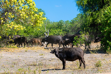 Image showing Cape Buffalo at Chobe, Botswana safari wildlife