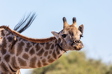 Image showing South African giraffe Chobe, Botswana safari