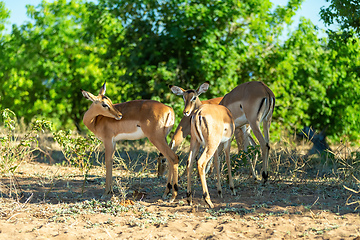 Image showing herd of impala antelope in Chobe, Botswana