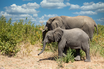 Image showing African Elephant in Chobe, Botswana safari wildlife