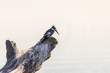 Image showing Pied Kingfisher, Chobe Botswana wildlife