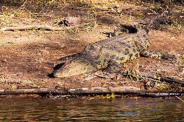 Image showing Nile Crocodile in Chobe river, Botswana