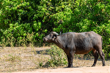 Image showing Cape Buffalo at Chobe, Botswana safari wildlife
