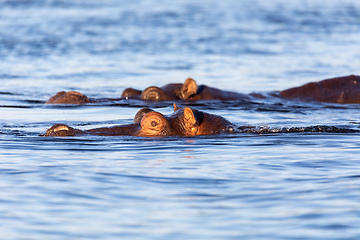 Image showing Hippo Hippopotamus Hippopotamus, Botswana Africa