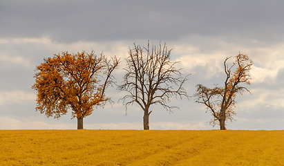 Image showing rural autumn trees