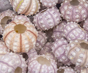 Image showing lots of sea urchins