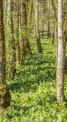 Image showing idyllic forest scenery