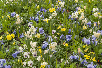 Image showing lots of pansy flowers