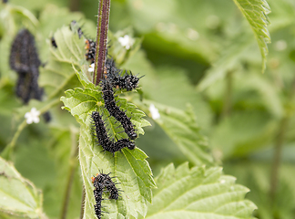 Image showing Peacock butterfly caterpillars